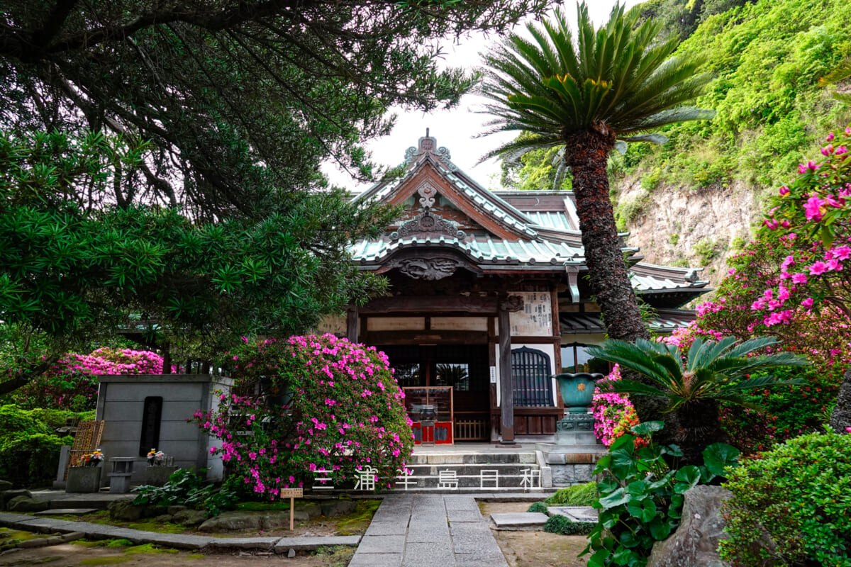 安養院・ツツジに囲まれた本堂(撮影日:2025.05.01)