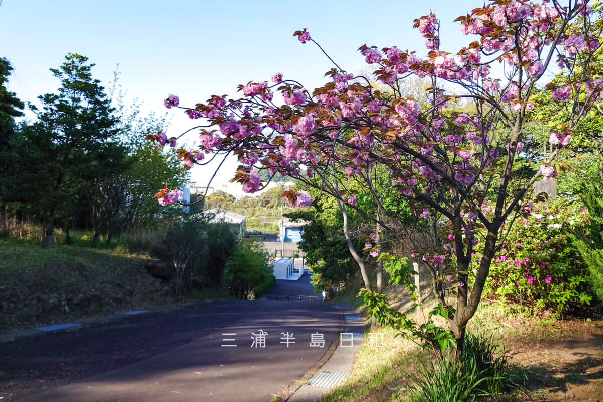 貝山緑地・園路のサトザクラ(撮影日:2023.04.10)