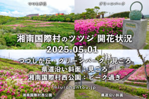 湘南国際村のツツジ・開花状況（撮影日：2025.05.01）