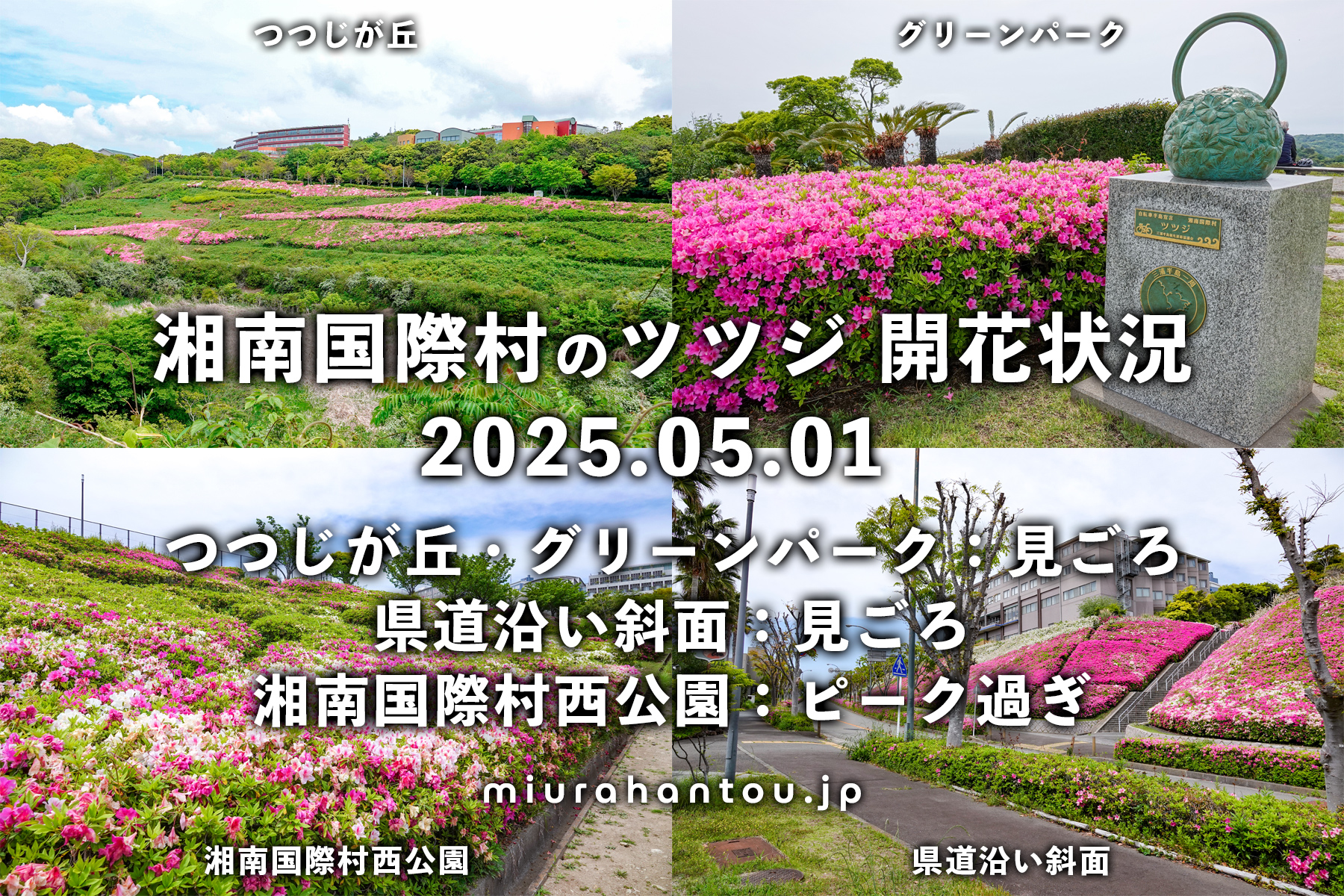 湘南国際村のツツジ・開花状況（撮影日：2025.05.01）