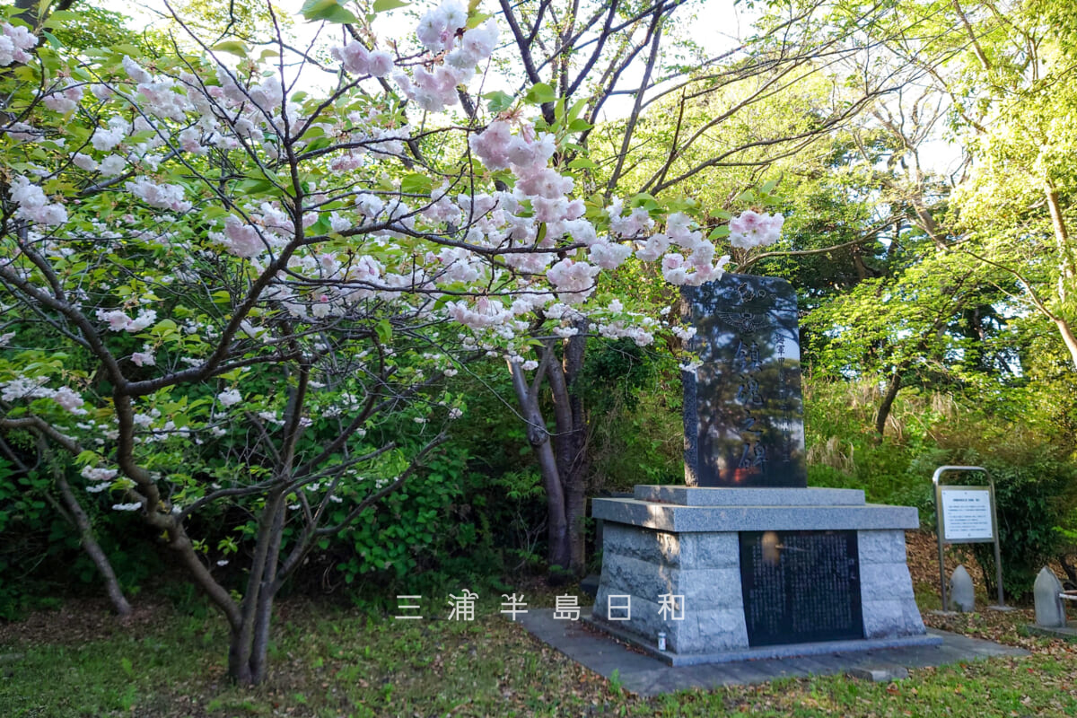 貝山緑地・甲種飛行予科練習生鎮魂之碑横のボタンザクラ(撮影日:2023.04.10)