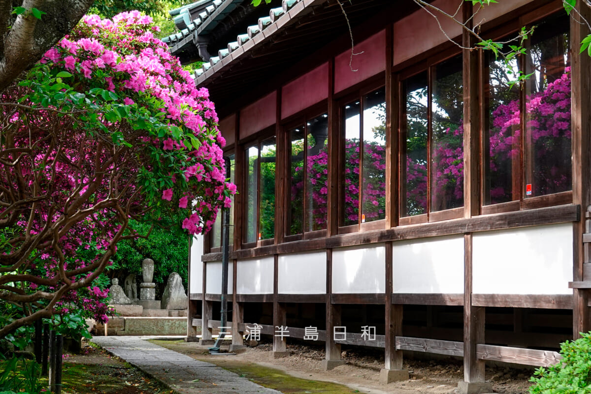 安養院・本堂横のツツジ(撮影日:2025.05.01)