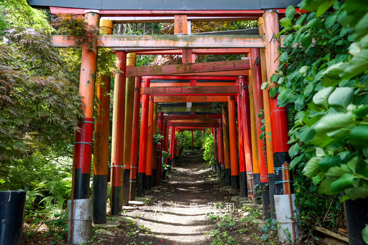 白赤稲荷神社・鳥居のトンネル中ほどより社殿方面を望む（撮影日：2025.05.08）