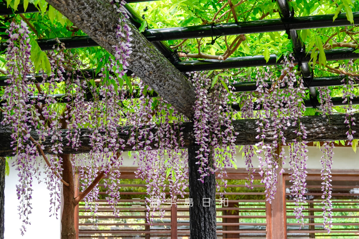 安養院・本堂横の藤棚(撮影日:2025.05.01)
