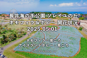 長井海の手公園-ソレイユの丘のネモフィラ・開花状況（撮影日：2025.05.01）