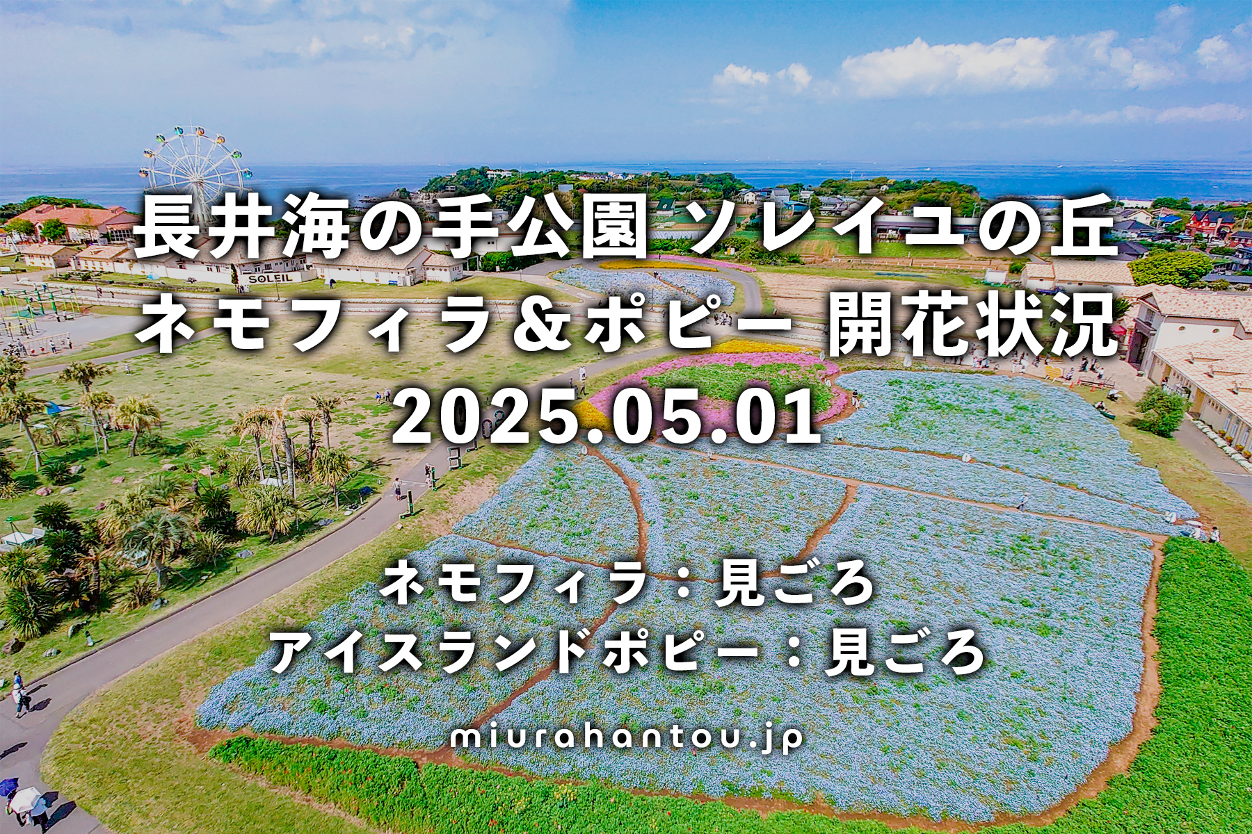 長井海の手公園-ソレイユの丘のネモフィラ・開花状況（撮影日：2025.05.01）