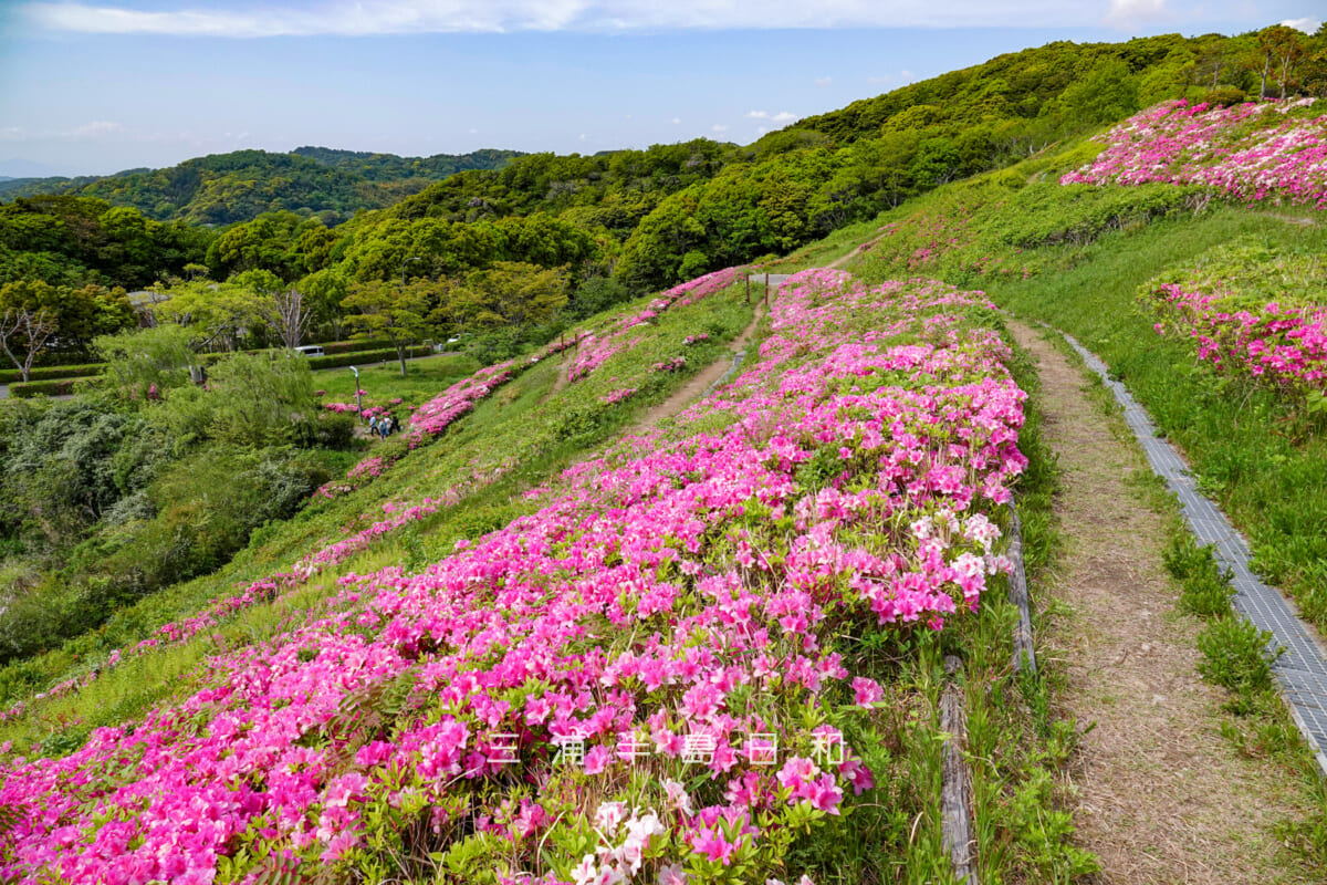 湘南国際村・つつじが丘園路(撮影日:2025.05.01)
