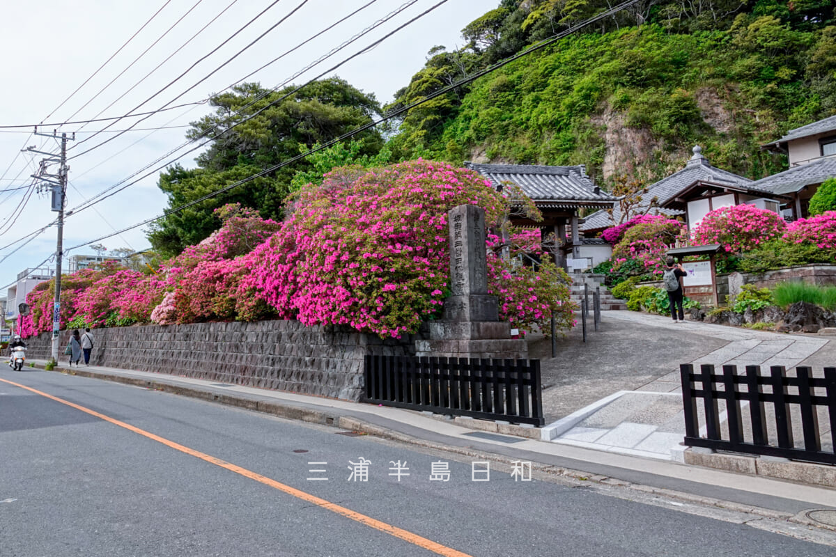 安養院・大町大路沿いのオオムラサキツツジを松葉ヶ谷側から望む(撮影日:2025.05.01)