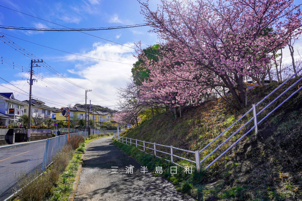 沓形公園沿いの河津桜(撮影日:2024.02.16)