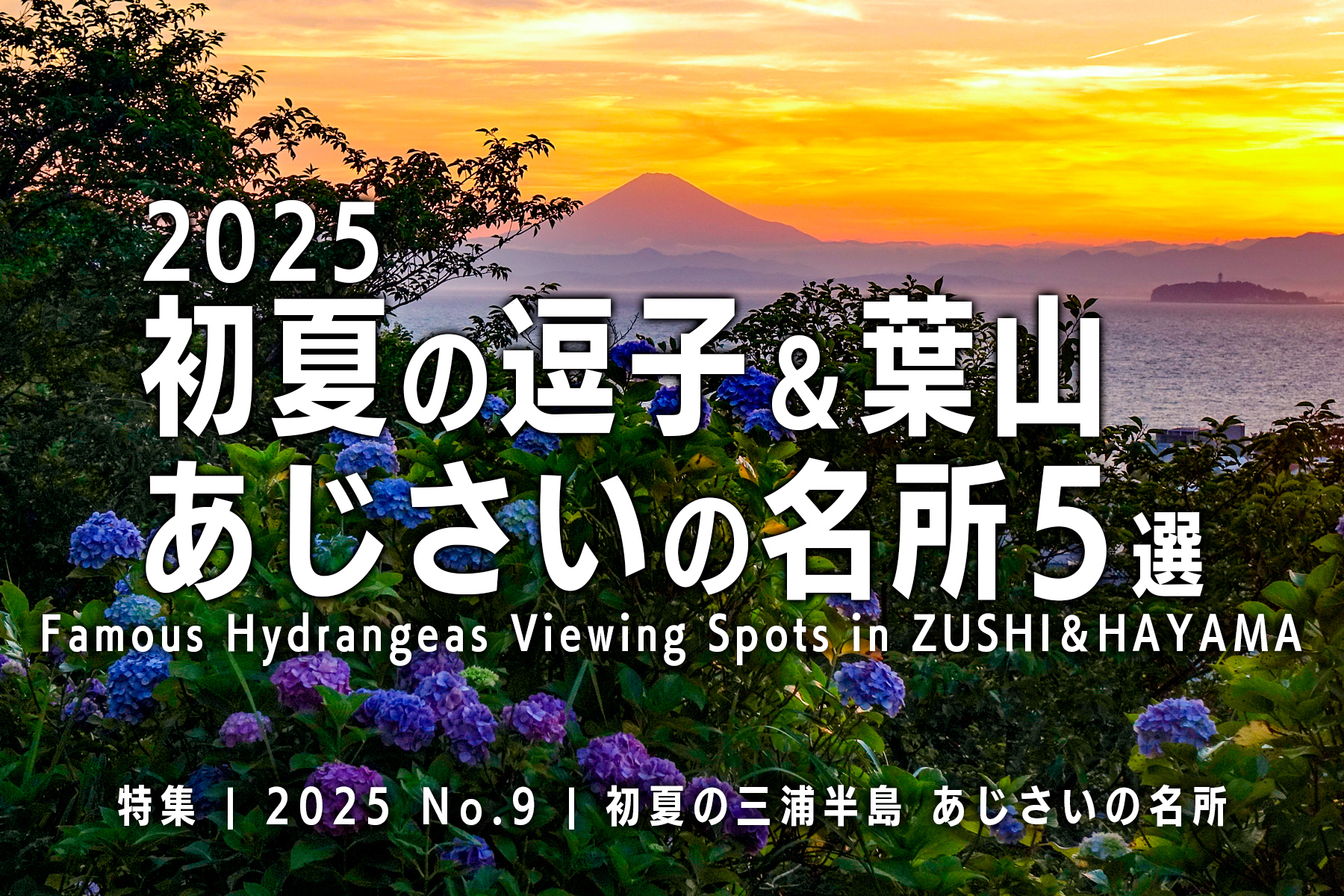 【2025 No.9】特集 | 逗子＆葉山あじさいの名所