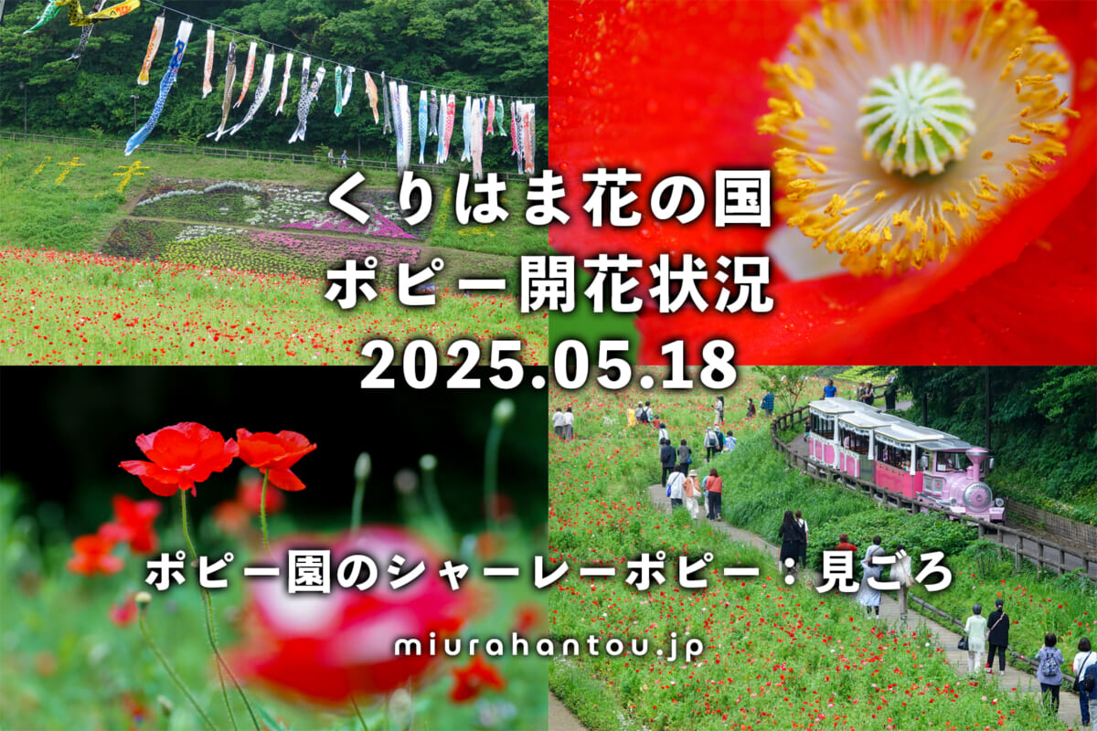 くりはま花の国のポピー・開花状況（撮影日：2025.05.18）