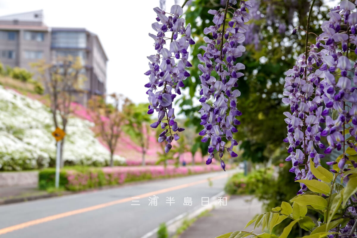 湘南国際村・藤の花と県道沿い斜面のつつじ(撮影日:2025.05.01)