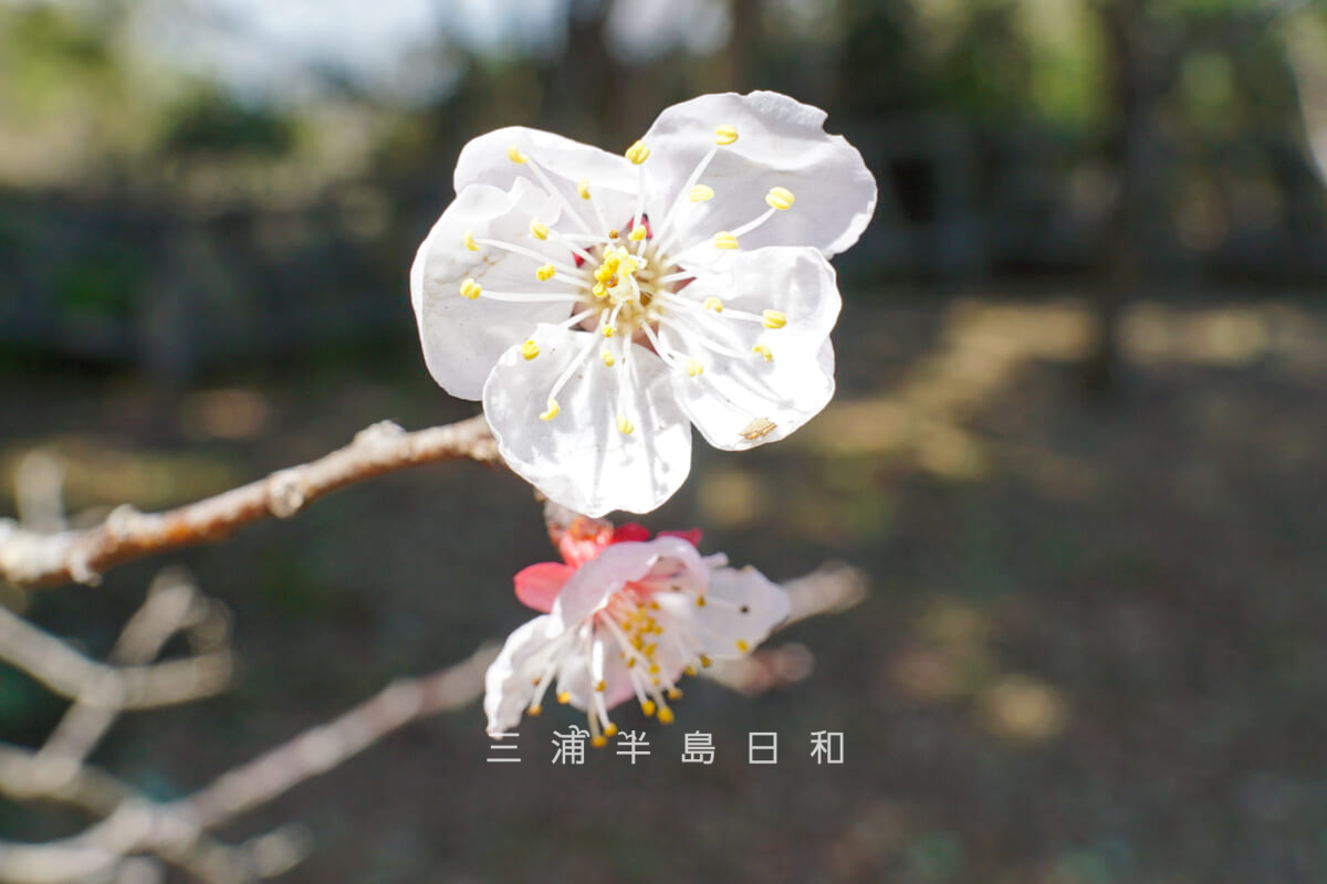 貝山緑地・アンズの花(アップ)(撮影日:2023.03.30)