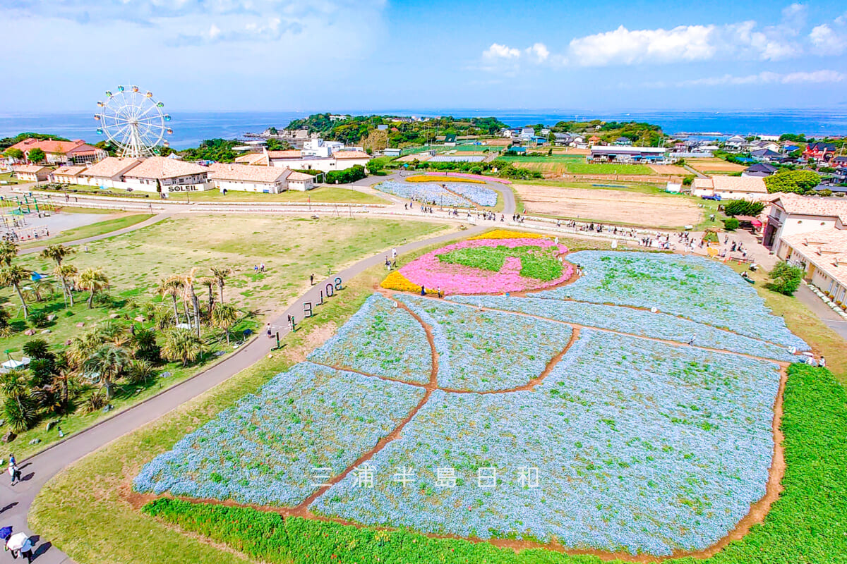 長井海の手公園 ソレイユの丘・展望台より満開のネモフィラを望む(ワイド)(撮影日:2025.05.01)