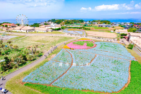 【2025年05月01日】横須賀・長井海の手公園 ソレイユの丘のネモフィラ＆ポピー開花状況＜見ごろ＞ – 三浦半島歳時記