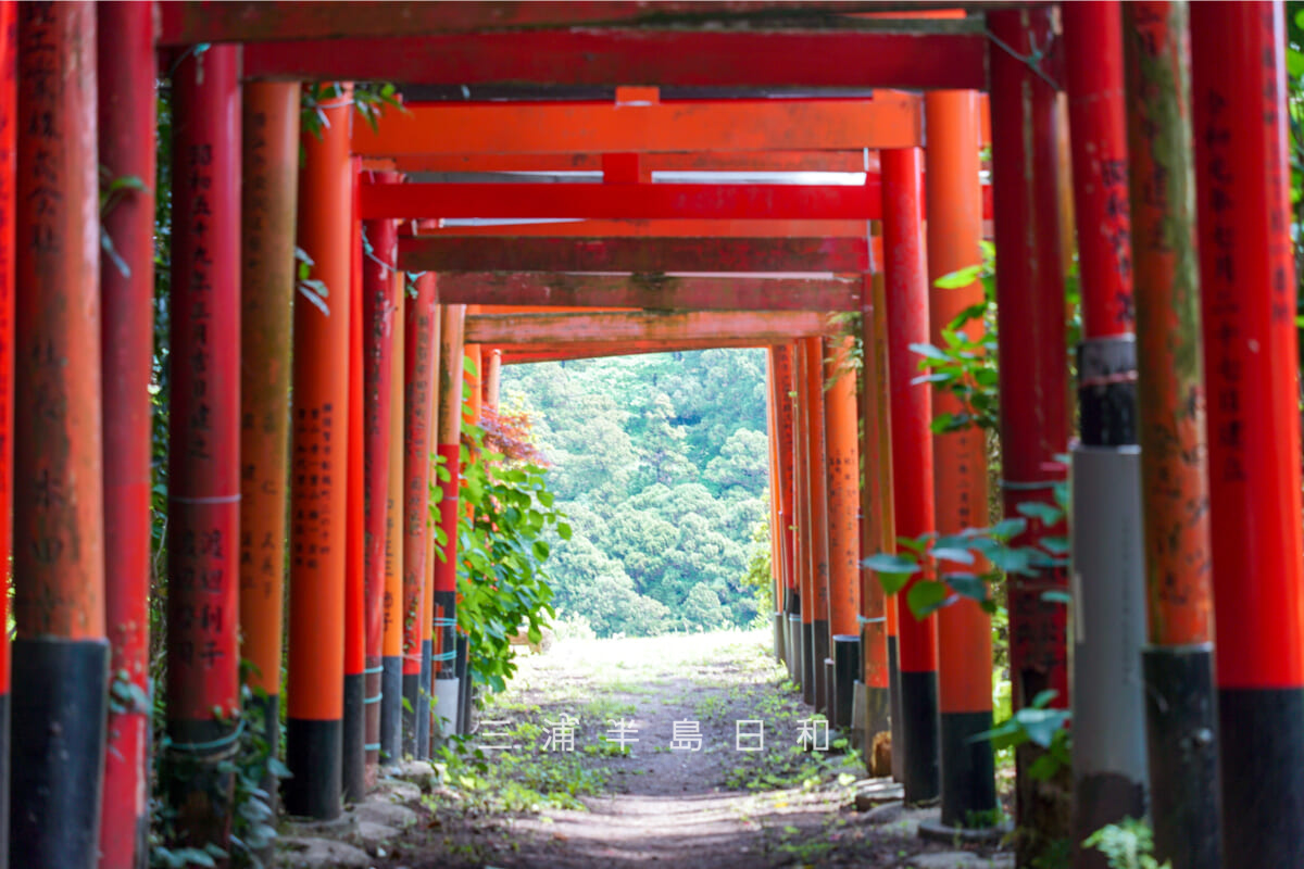 白赤稲荷神社・鳥居のトンネル中ほどより入口方面を望む（撮影日：2025.05.08）
