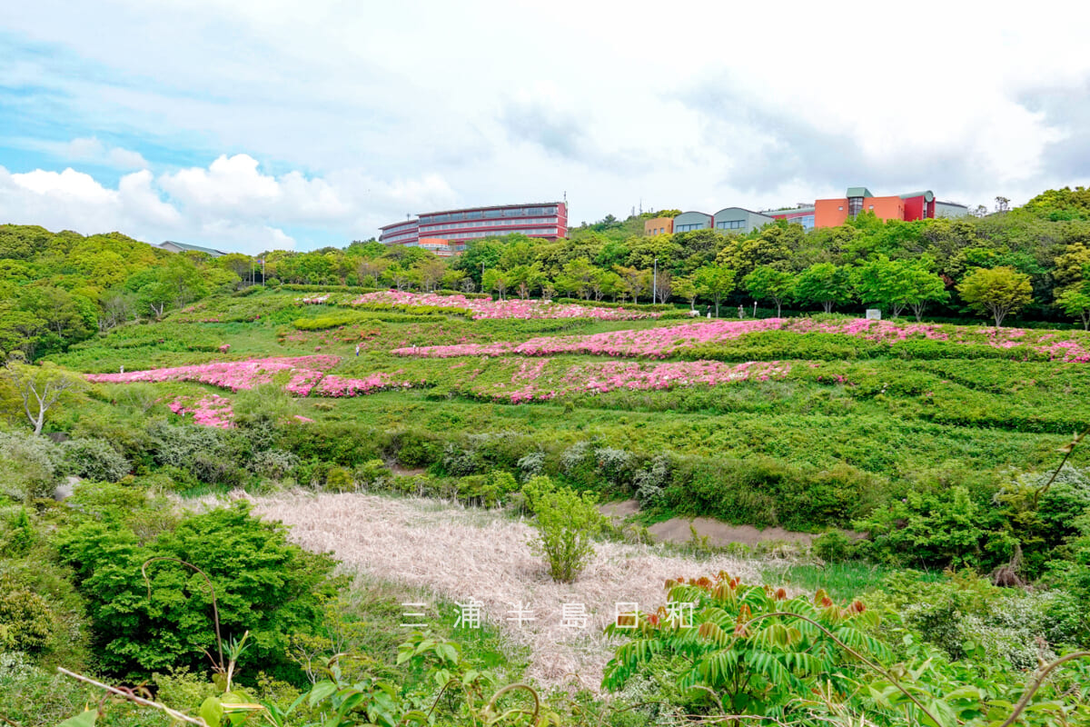 湘南国際村・つつじが丘全景(撮影日:2025.05.01)