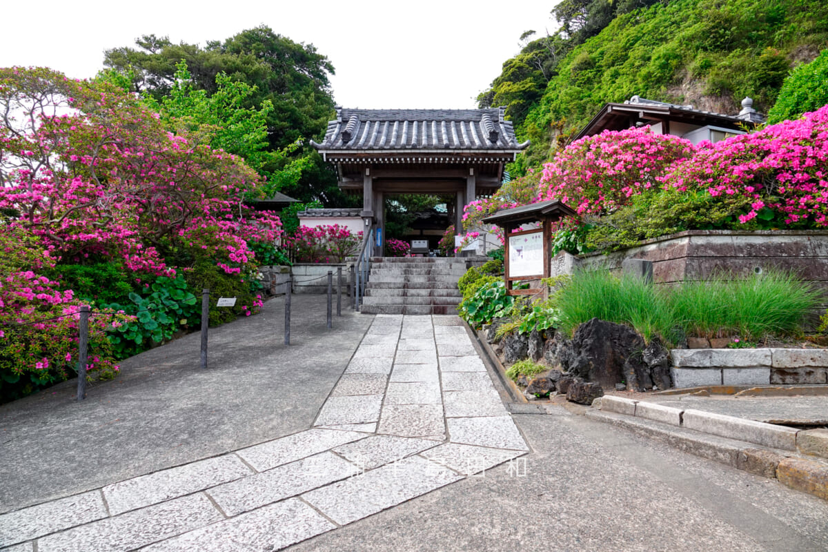 安養院・ツツジに囲まれた山門(撮影日:2025.05.01)