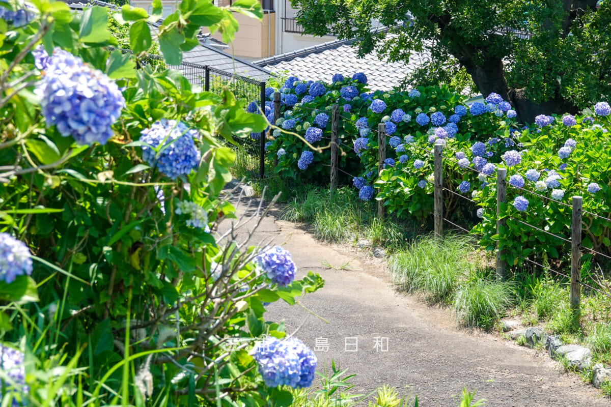 平和中央公園・展望広場横の園路沿いに咲くあじさいを見下ろす（撮影日：2025.06.19）