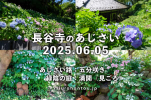 長谷寺のあじさい・開花状況（撮影日：2025.06.05）