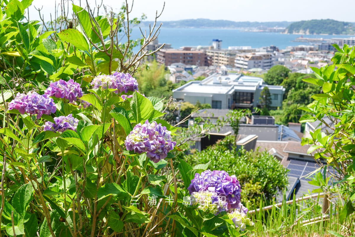 あじさい公園・アジサイ越しに葉山のまち並みを望む(撮影日:2025.06.05)