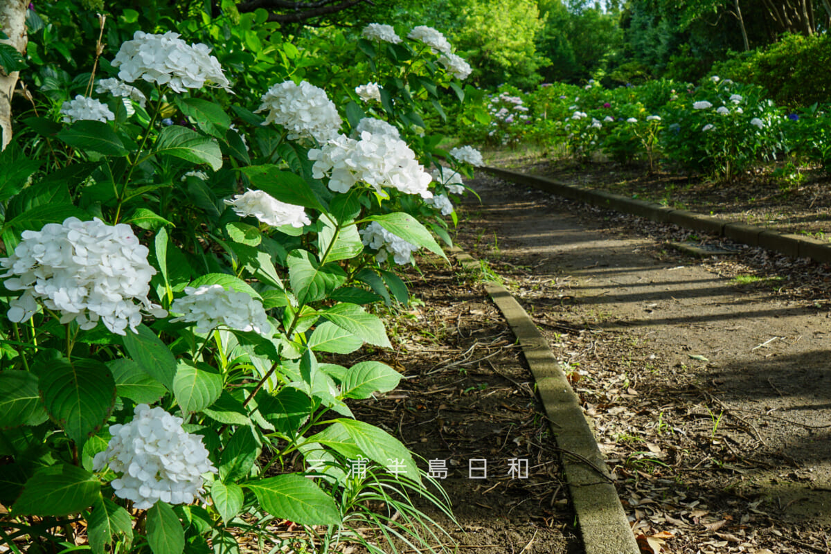 沓形公園・散策路沿いに咲くあじさい(白系)(撮影日:2025.06.15)