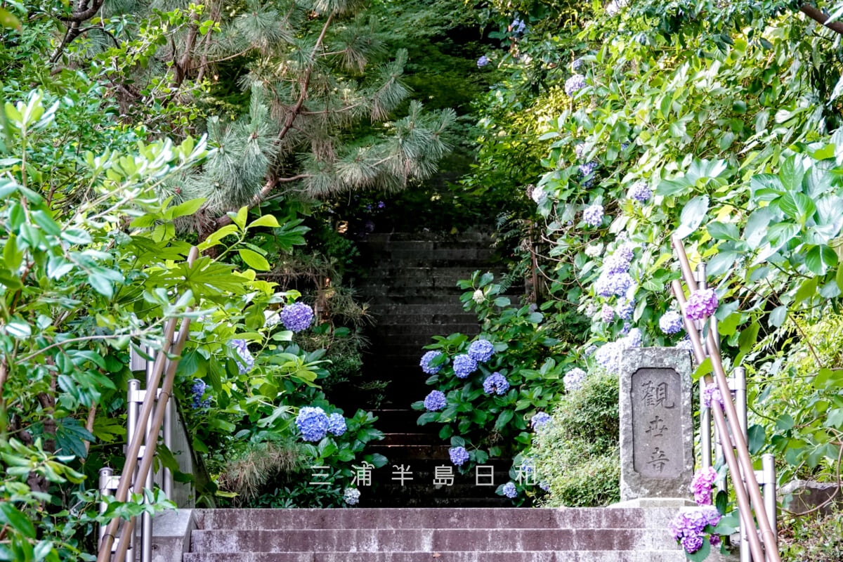 岩殿寺(岩殿観音)・参道中段のあじさい(撮影日:2025.06.27)