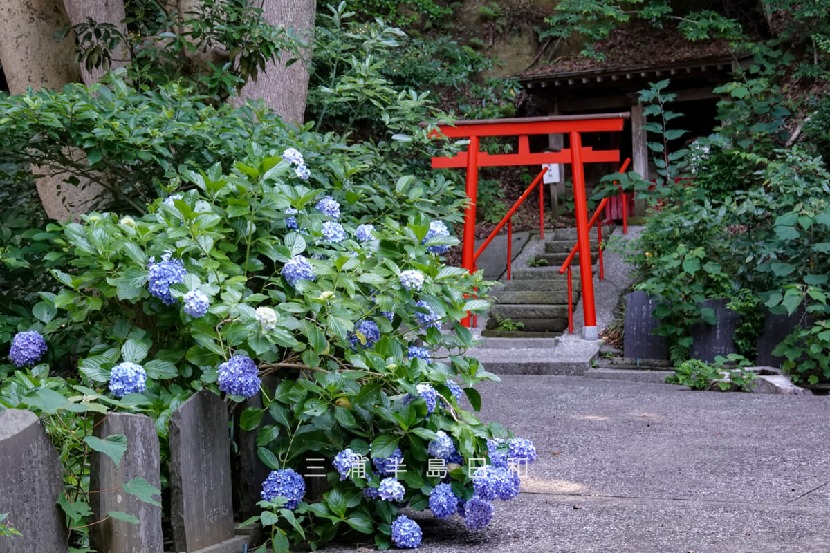 岩殿寺(岩殿観音)・稲荷明神社と猿田彦神社前のあじさい(撮影日:2025.06.27)