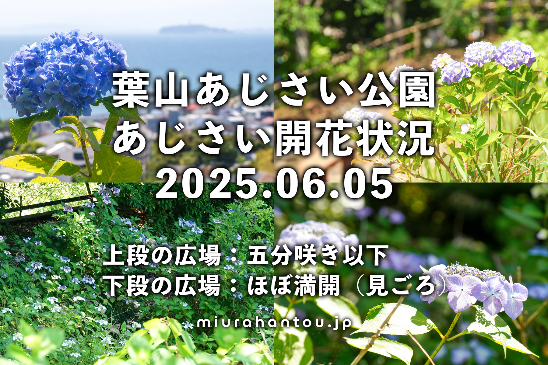 あじさい公園のあじさい・開花状況（撮影日：2025.06.05）
