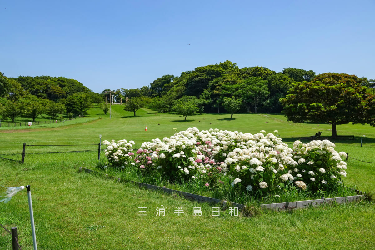 県立観音崎公園-花の広場・アナベル花壇と芝生広場(撮影日:2025.06.19)