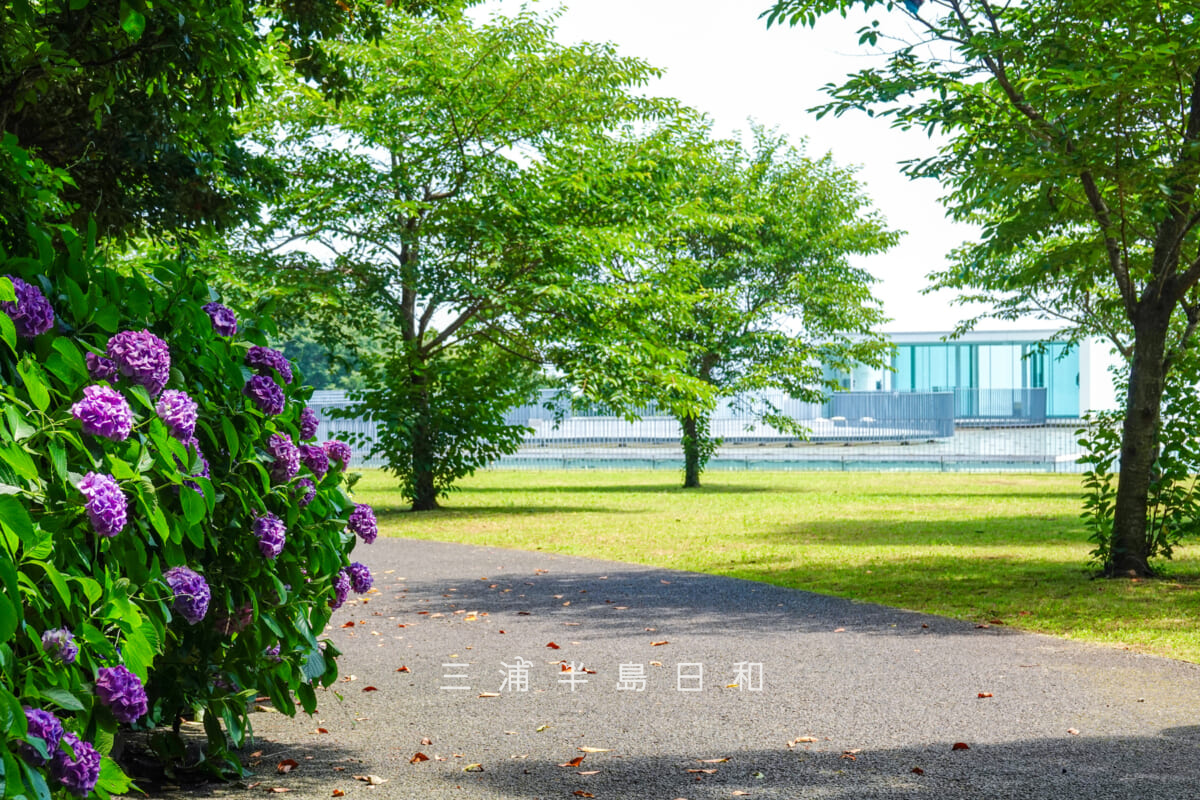 横須賀美術館・山の広場のあじさい越しに屋上広場を望む(撮影日:2025.06.19)