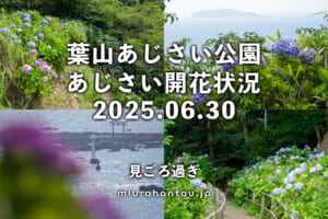あじさい公園のあじさい・開花状況（撮影日：2025.06.30）