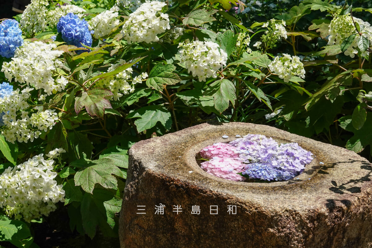 長谷寺・緑陰の庭のつくばい(水鉢)とあじさい(撮影日:2025.06.05)