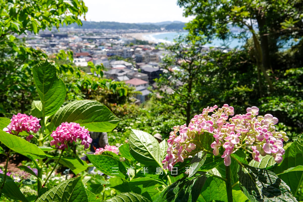 長谷寺・あじさい路のあじさい越しに由比ヶ浜方面を望む(撮影日:2025.06.05)