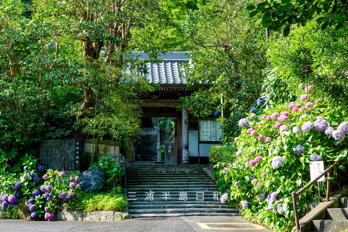 岩殿寺(岩殿観音)・山門とあじさい(撮影日:2025.06.27)