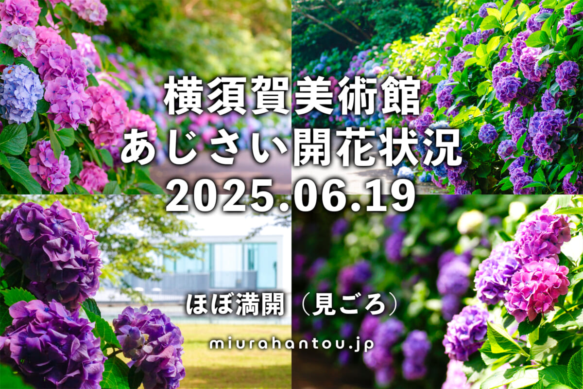 横須賀美術館のあじさい・開花状況(撮影日:2025.06.19)