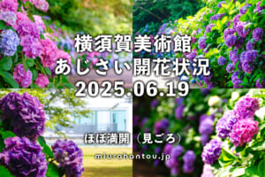 横須賀美術館のあじさい・開花状況（撮影日：2025.06.19）