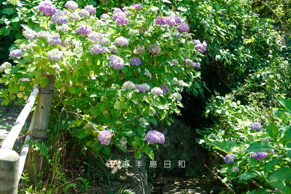 あじさい公園・半分ほど色づいた園路のアジサイ(撮影日:2025.06.05)