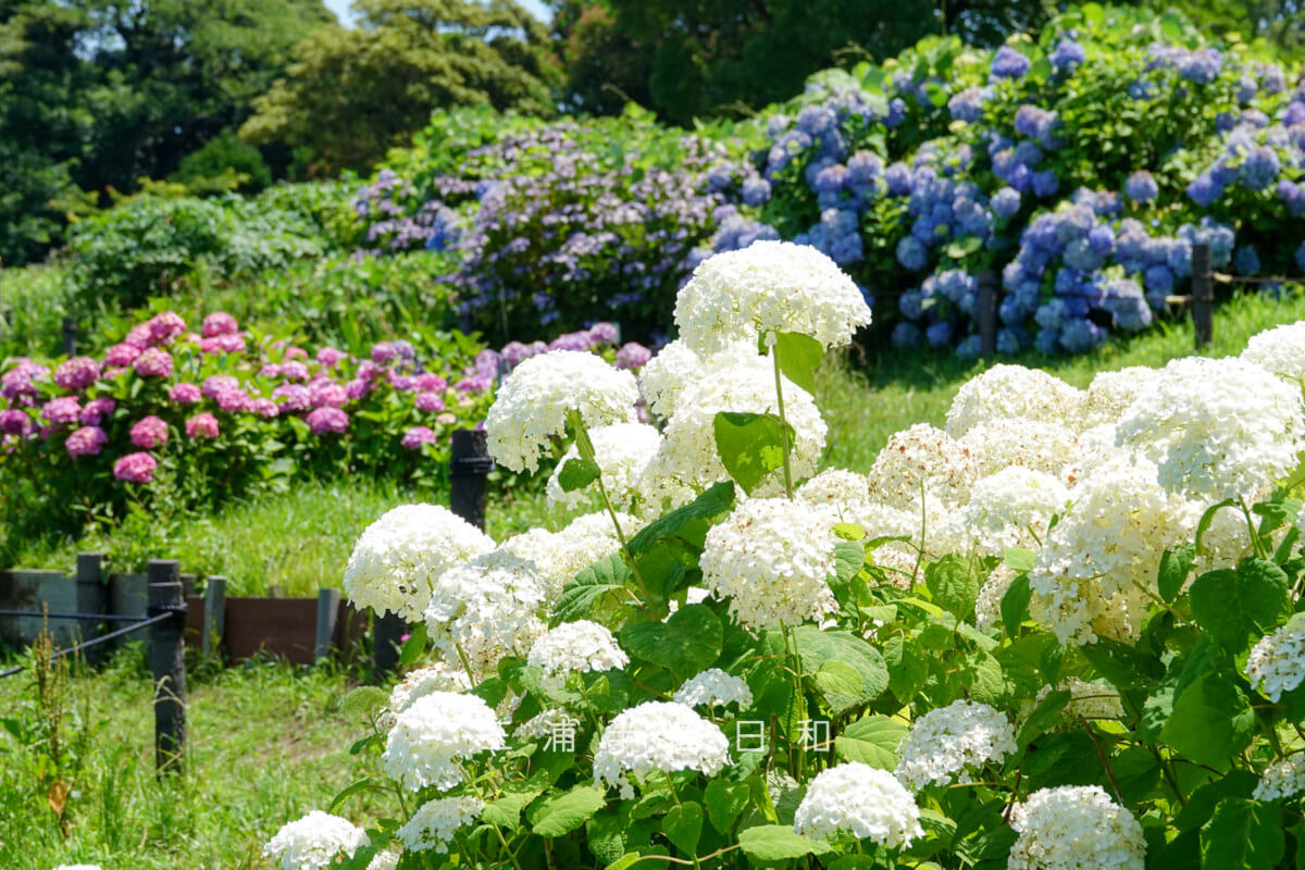 県立観音崎公園-花の広場・アナベルとあじさい(撮影日:2025.06.19)