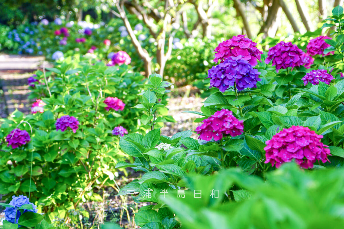 沓形公園・散策路沿いに咲くあじさい（アップ）（撮影日：2025.06.15）