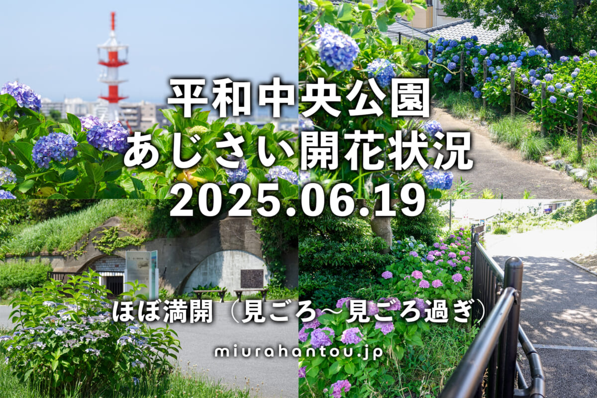 平和中央公園のあじさい・開花状況(撮影日:2025.06.19)