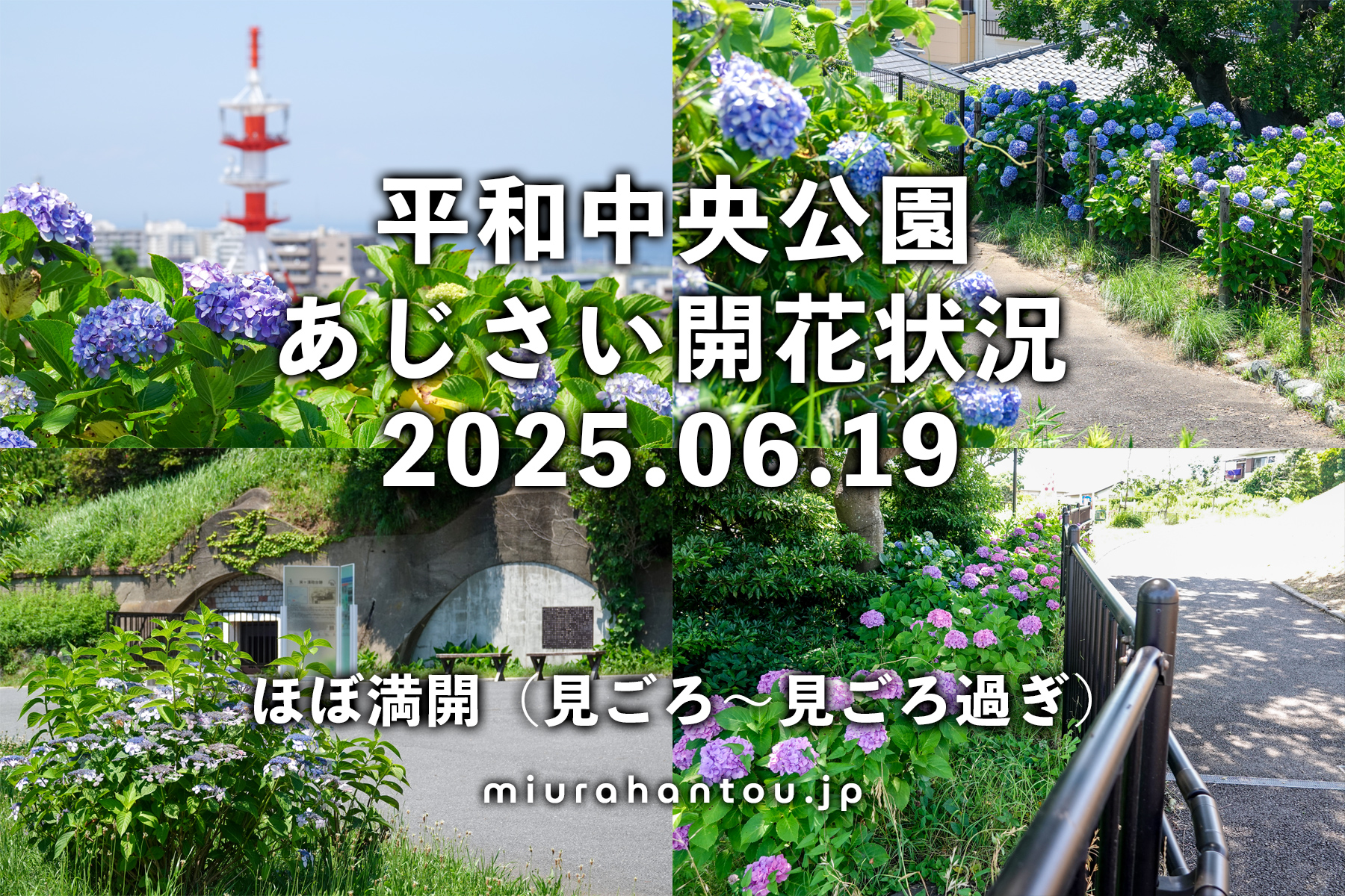 平和中央公園のあじさい・開花状況（撮影日：2025.06.19）