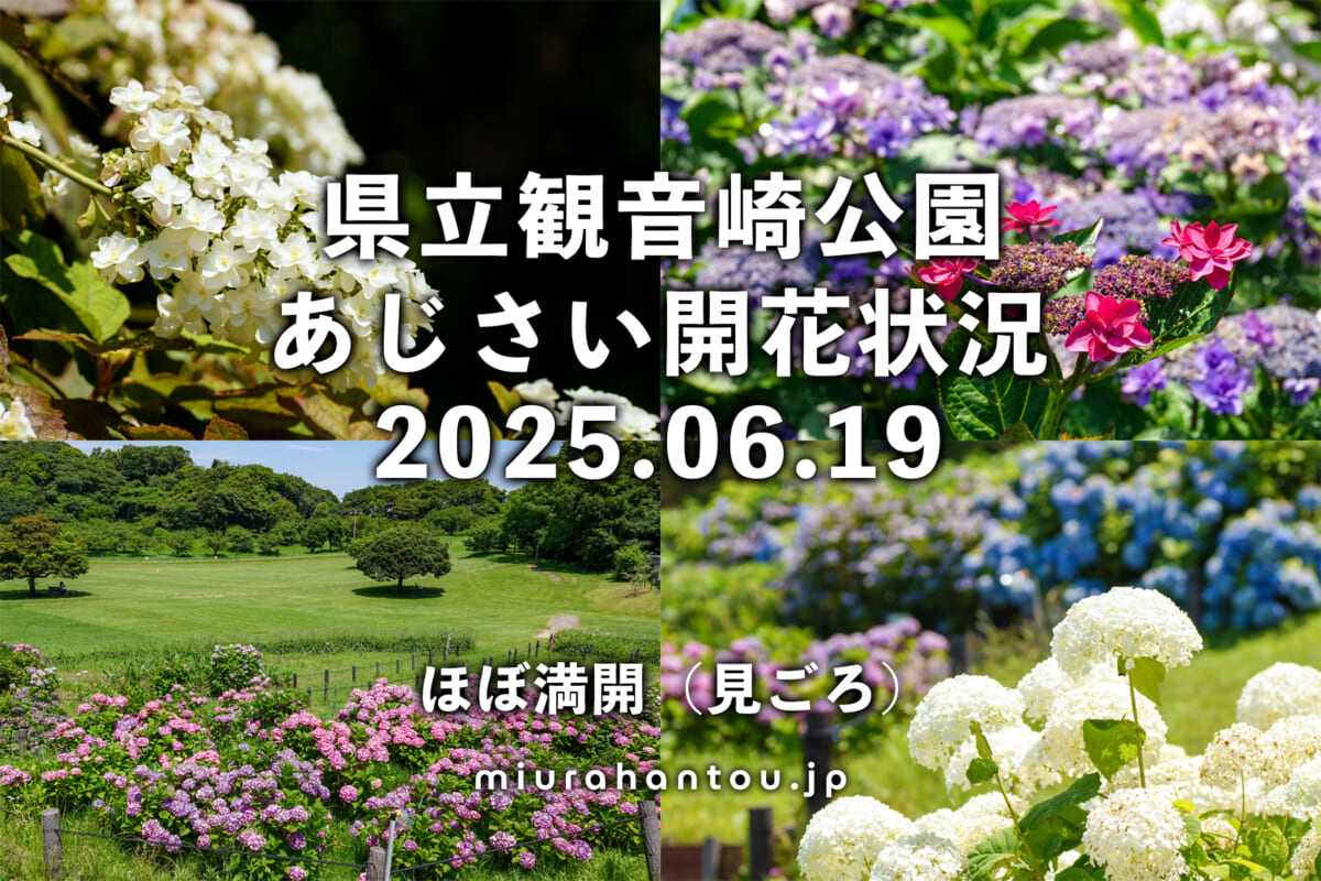 観音崎公園のあじさい・開花状況(撮影日:2025.06.19)