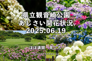観音崎公園のあじさい・開花状況（撮影日：2025.06.19）