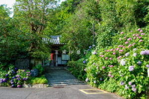 岩殿寺（岩殿観音）・山門前のあじさい（撮影日：2025.06.27）