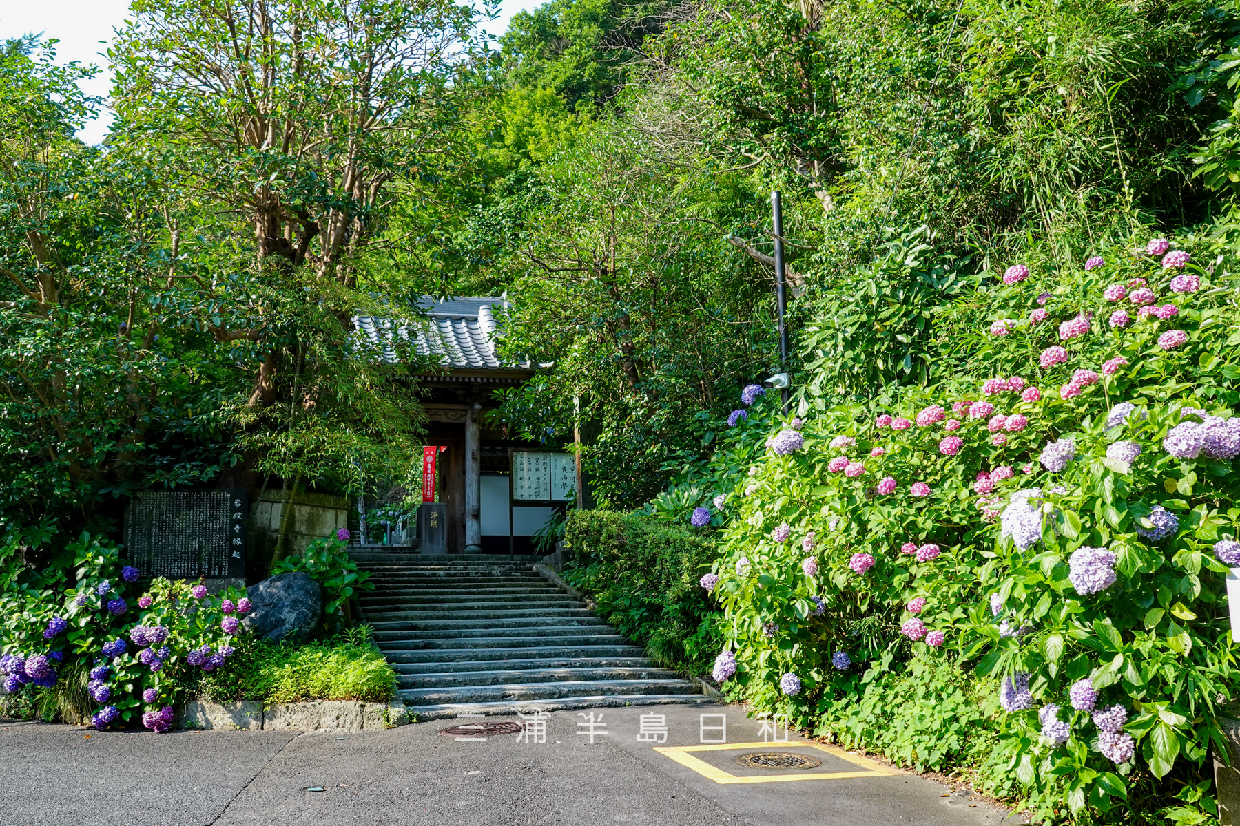 岩殿寺（岩殿観音）・山門前のあじさい（撮影日：2025.06.27）