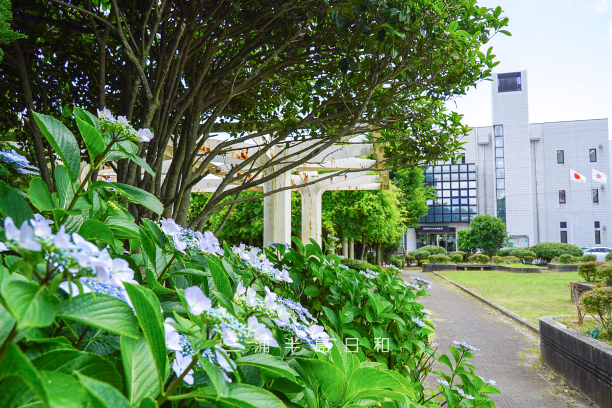 緒明山公園（読書公園）・あじさい越しに横須賀市立中央図書館を望む（撮影日：2021.06.03）