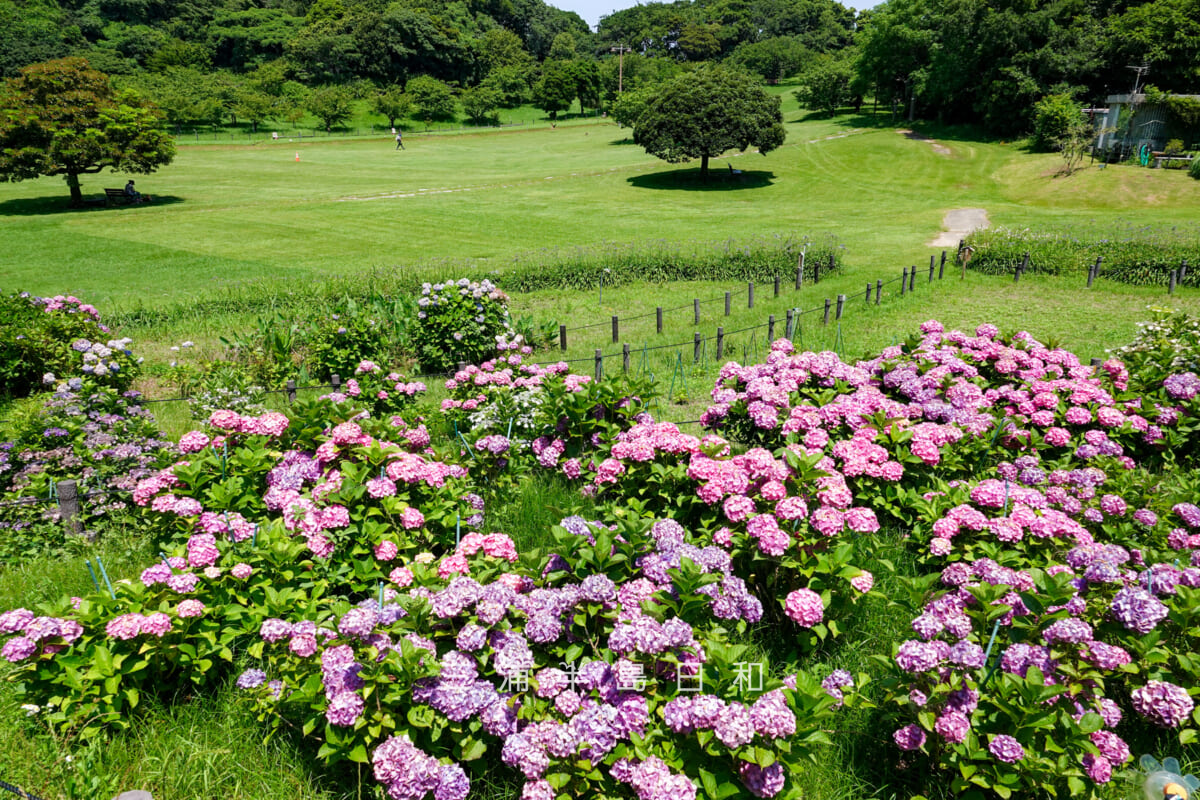 県立観音崎公園-花の広場・あじさいの花壇より芝生広場を望む(撮影日:2025.06.19)