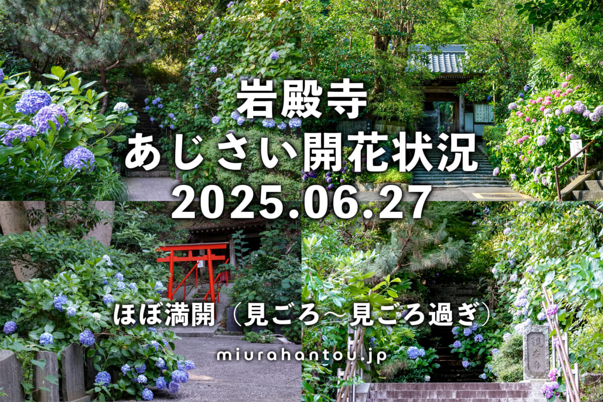 岩殿寺のあじさい・開花状況(撮影日:2025.06.27)