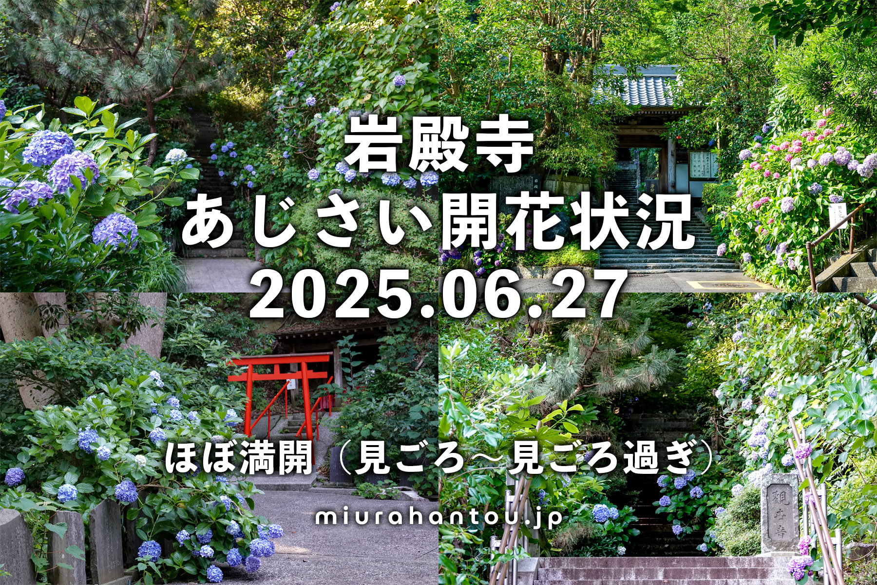 岩殿寺のあじさい・開花状況（撮影日：2025.06.27）
